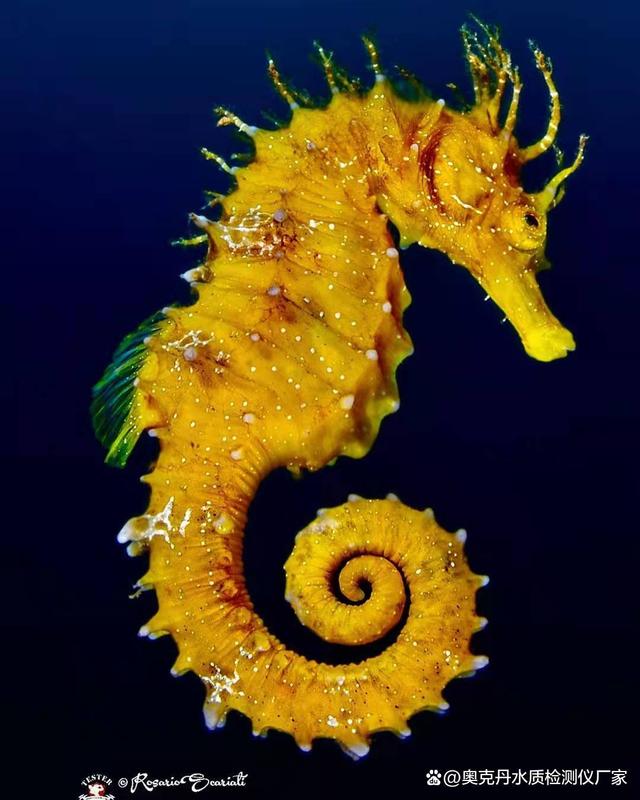 海马助手下载手机版(海马助手下载手机版安装)