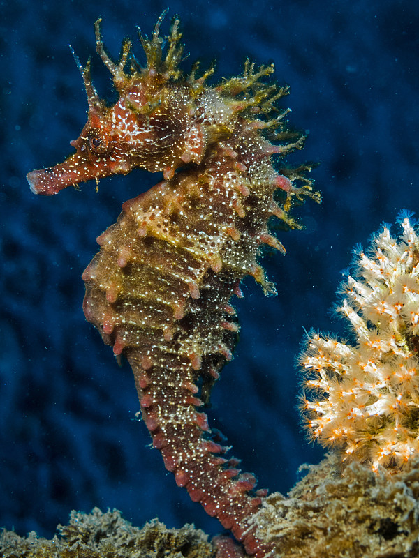 海马助手下载手机版(海马助手下载手机版安装)-第4张图片-QuickQ官网