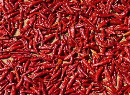 辣椒测试版苹果版(辣椒app苹果版下载)