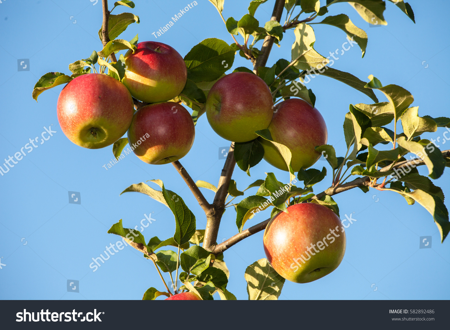 苹果版young(苹果版ios版应用宝)-第2张图片-QuickQ官网 苹果版young(苹果版ios版应用宝)-第2张图片-QuickQ官网