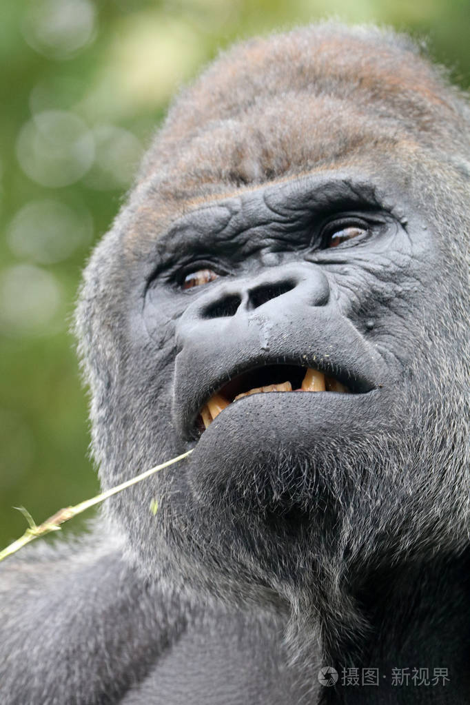 手机版银背大猩猩(银背大猩猩战斗力如何)-第3张图片-QuickQ官网